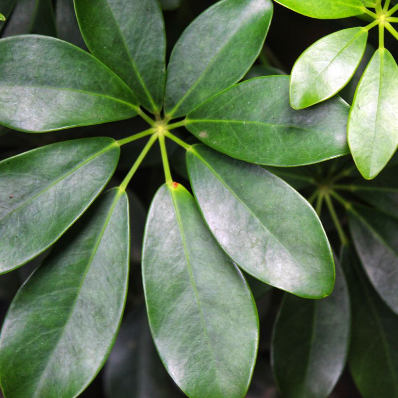Schefflera arboricola - Vingersboom (Blad)