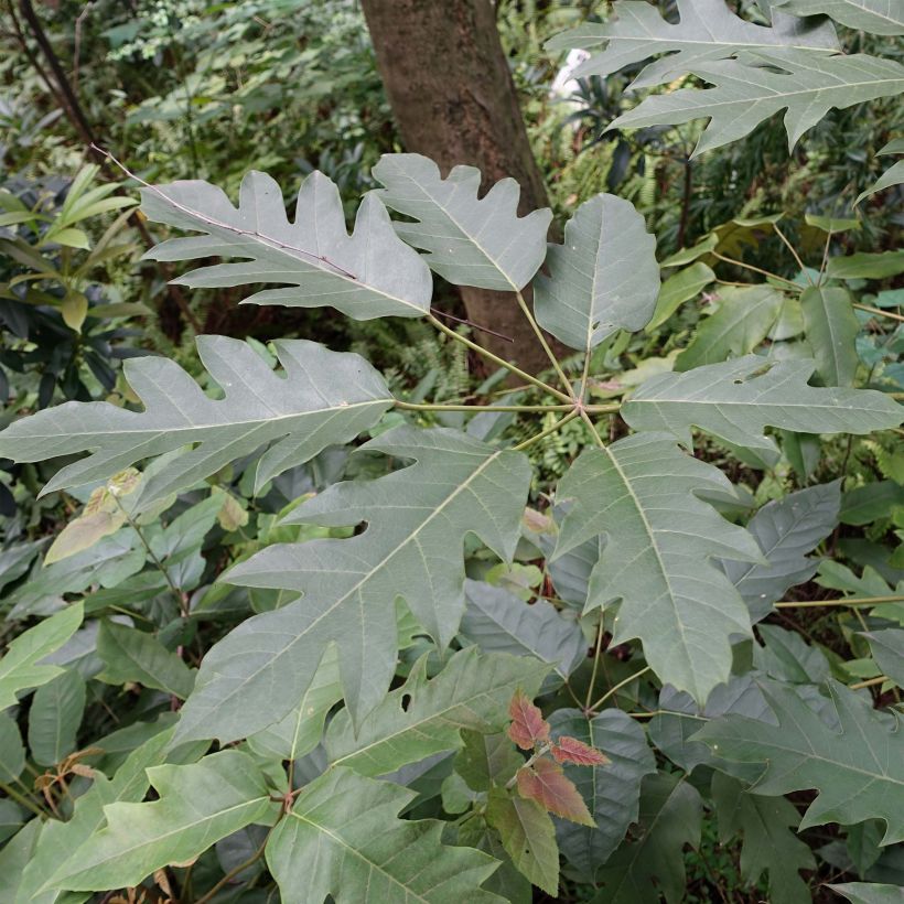 Schefflera delavayi - Vingersboom (Foliage)