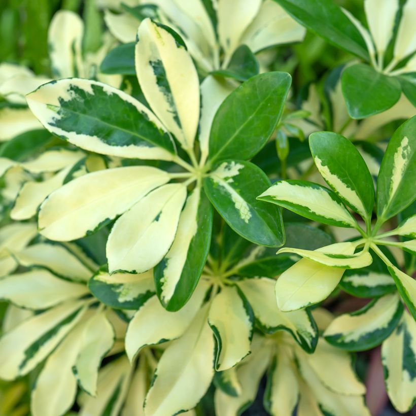 Schefflera Madame De Smet - Vingersboom (Blad)