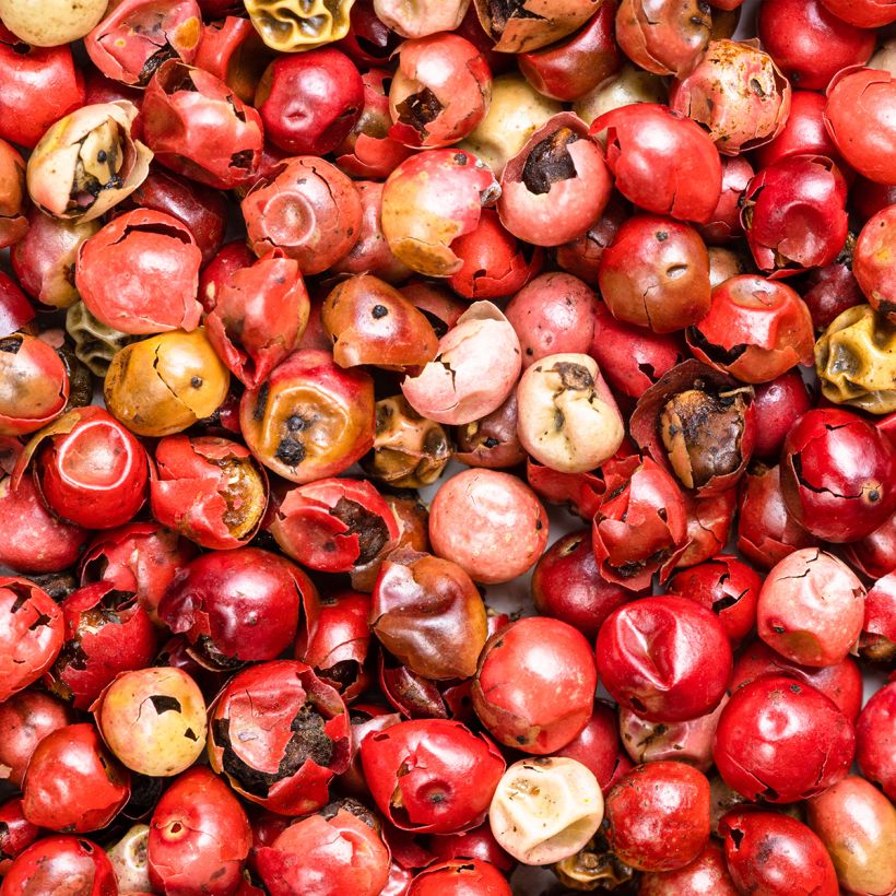 Schinus molle - Peruaanse peper (Oogst)