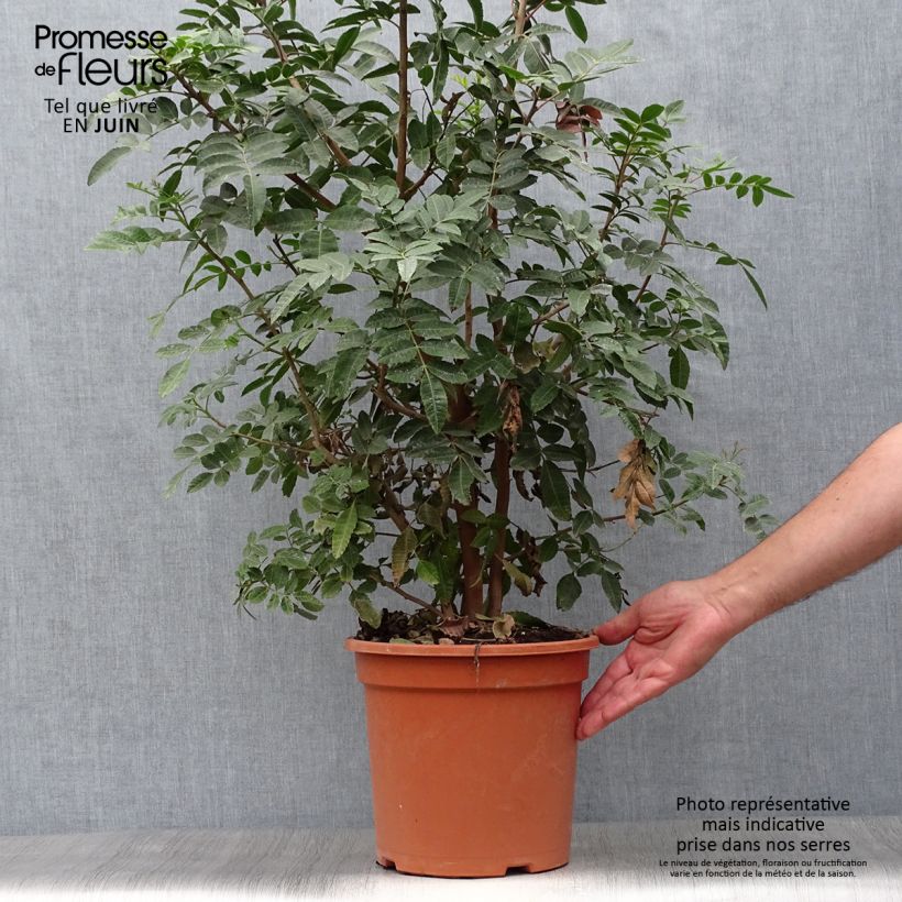 Exemplaar van Schinus terebinthifolius - Roze peper Pot van 7,5 l/10 l zoals geleverd in de zomer