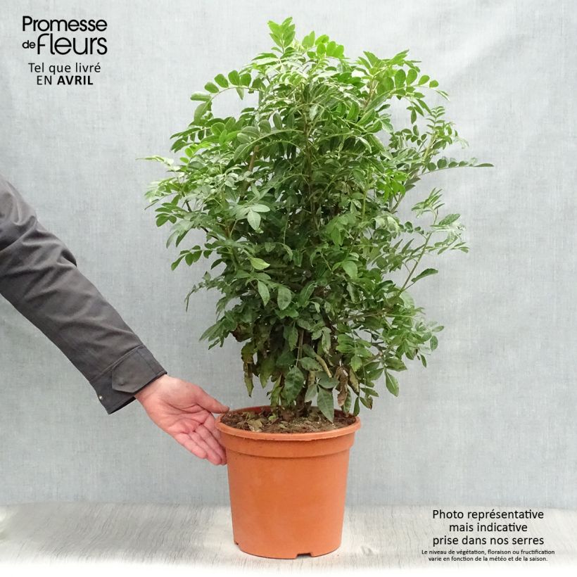 Exemplaar van Schinus terebinthifolius - Roze peper Pot van 7,5 l/10 l zoals geleverd in de lente