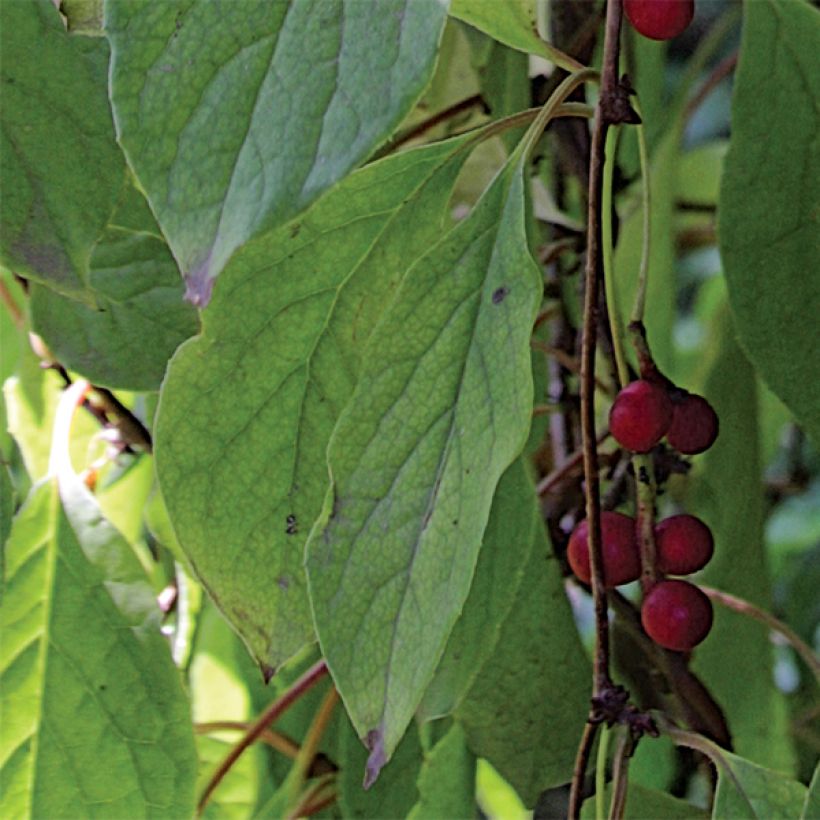 Vijfsmakenbes - Schisandra chinensis (Blad)