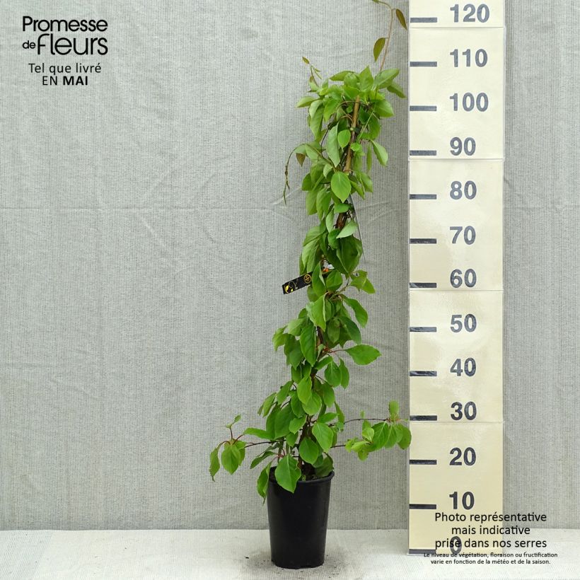 Exemplaar van Vijfsmakenbes - Schisandra chinensis Pot van 2 l/3 l zoals geleverd in de lente