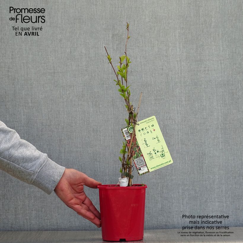 Exemplaar van Vijfsmakenbes - Schisandra chinensis Sadova N°1 Pot van 2 l/3 l zoals geleverd in de lente