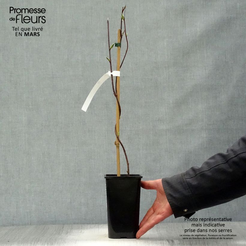 Example of Schisandra grandiflora - Chinese magnolia-wijnstok Pot van 1,5 l/2 l as you get in printemps