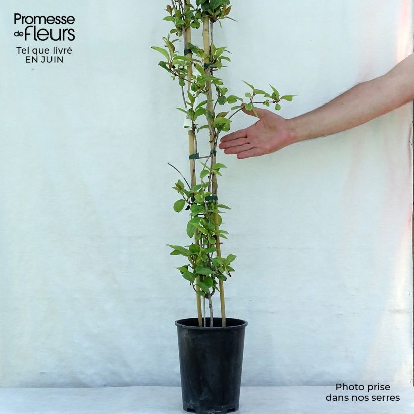 Exemplaar van Schisandra rubriflora - Chinese magnolia-wijnstok Pot van 4 l/5 l zoals geleverd in de zomer