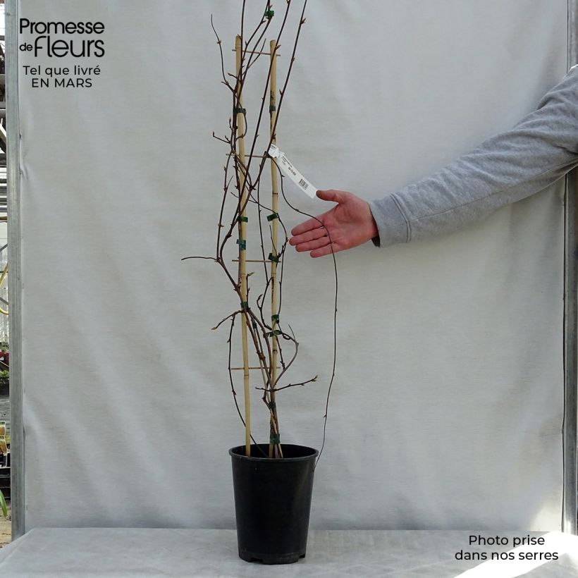 Exemplaar van Schisandra rubriflora - Chinese magnolia-wijnstok Pot van 4 l/5 l zoals geleverd in de lente