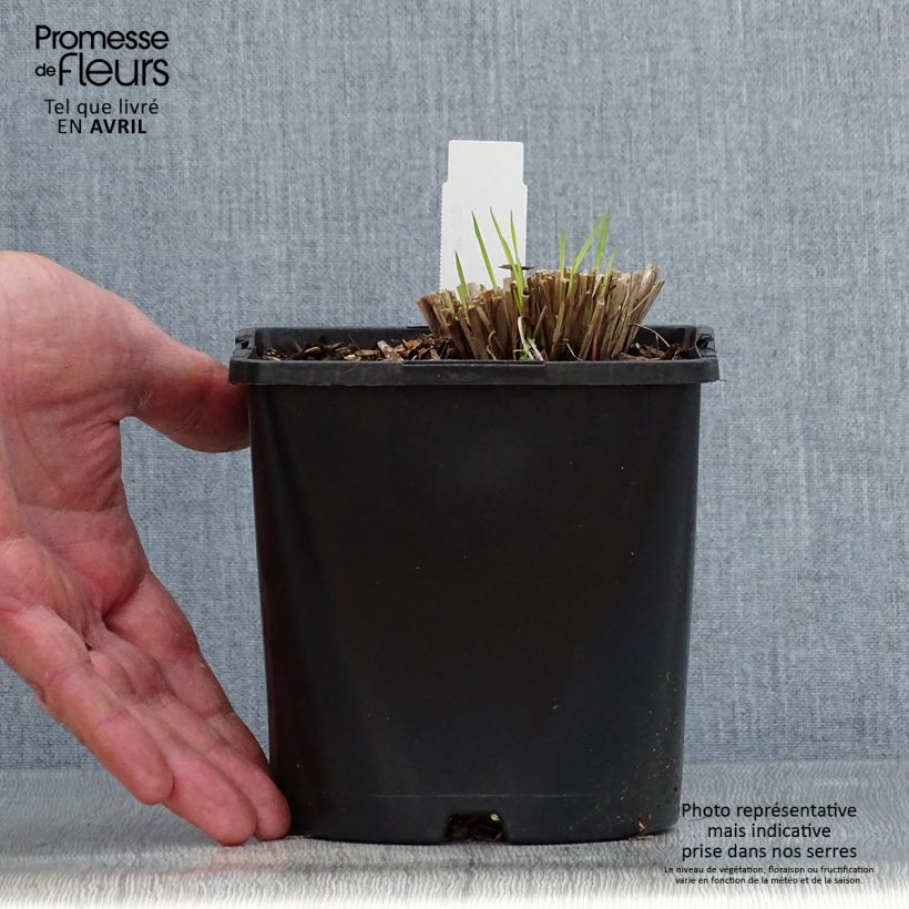 Exemplaar van Schizachyrium scoparium Colorado - Prairiegras Pot van 2 l/3 l zoals geleverd in de lente