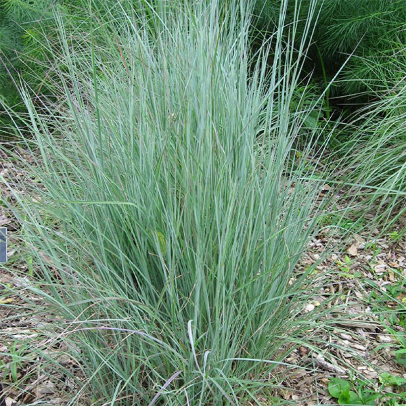 Schizachyrium scoparium - Prairiegras (Groeiplaats)