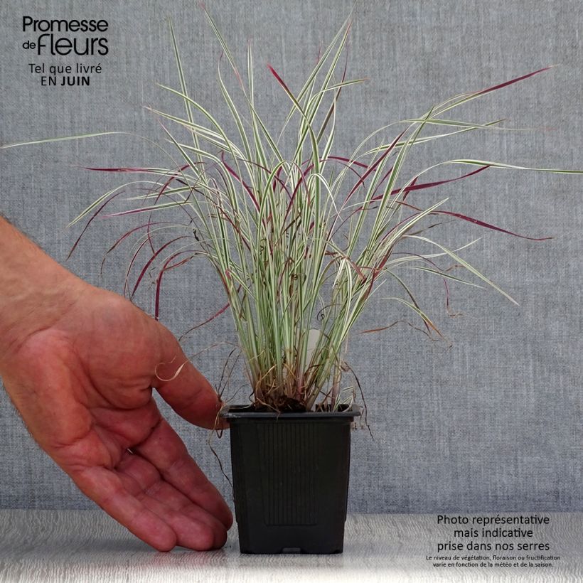 Exemplaar van Schizachyrium scoparium Chameleon - Prairiegras Kweekpotje van 8/9 cm zoals geleverd in de zomer