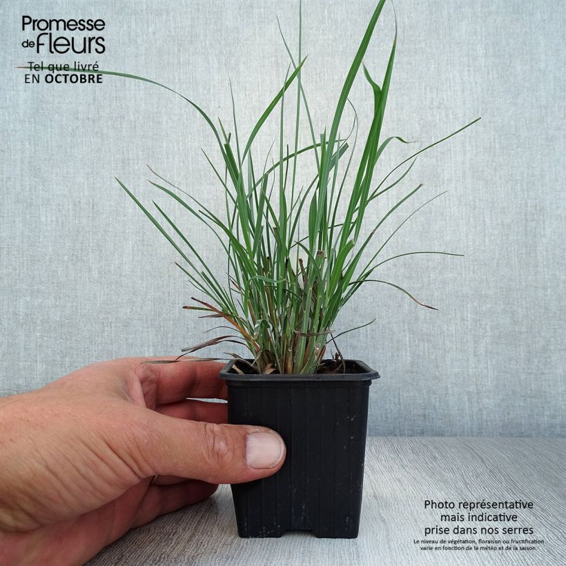 Exemplaar van Schizachyrium scoparium - Prairiegras Kweekpotje van 8/9 cm zoals geleverd in de herfst