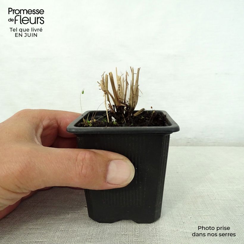 Exemplaar van Schizachyrium scoparium - Prairiegras Kweekpotje van 8/9 cm zoals geleverd in de zomer