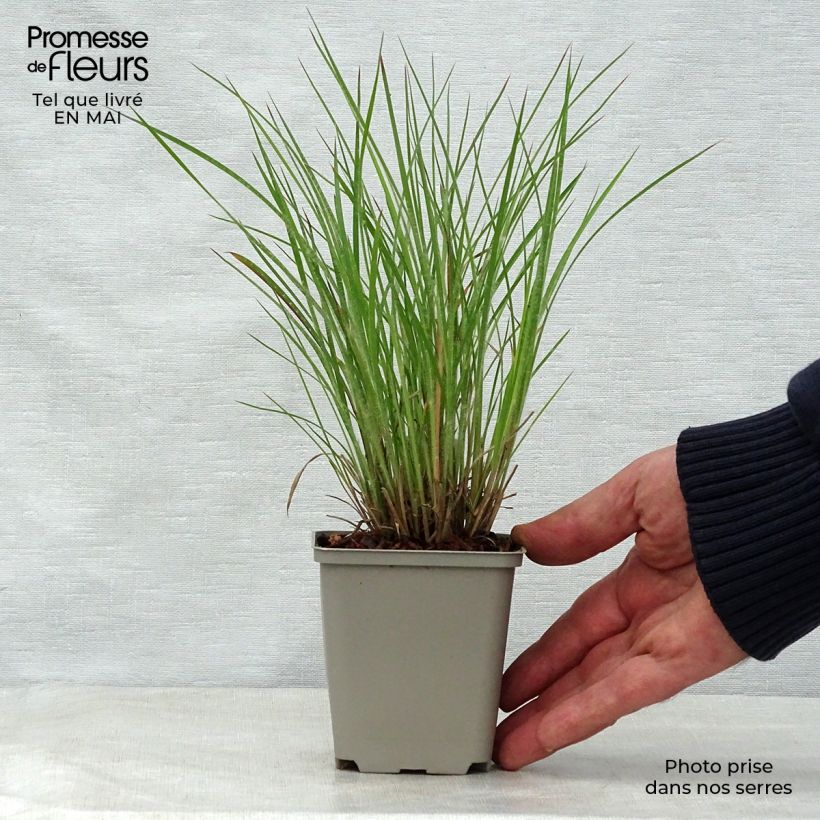 Exemplaar van Schizachyrium scoparium Ha Ha Tonka - Prairiegras Kweekpotje van 8/9 cm zoals geleverd in de lente