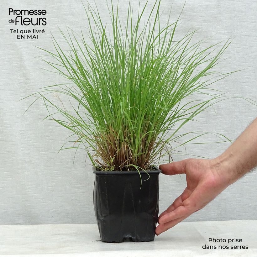 Example of Schizachyrium scoparium Prairie Blues - Prairiegras Pot van 2 l/3 l as you get in printemps