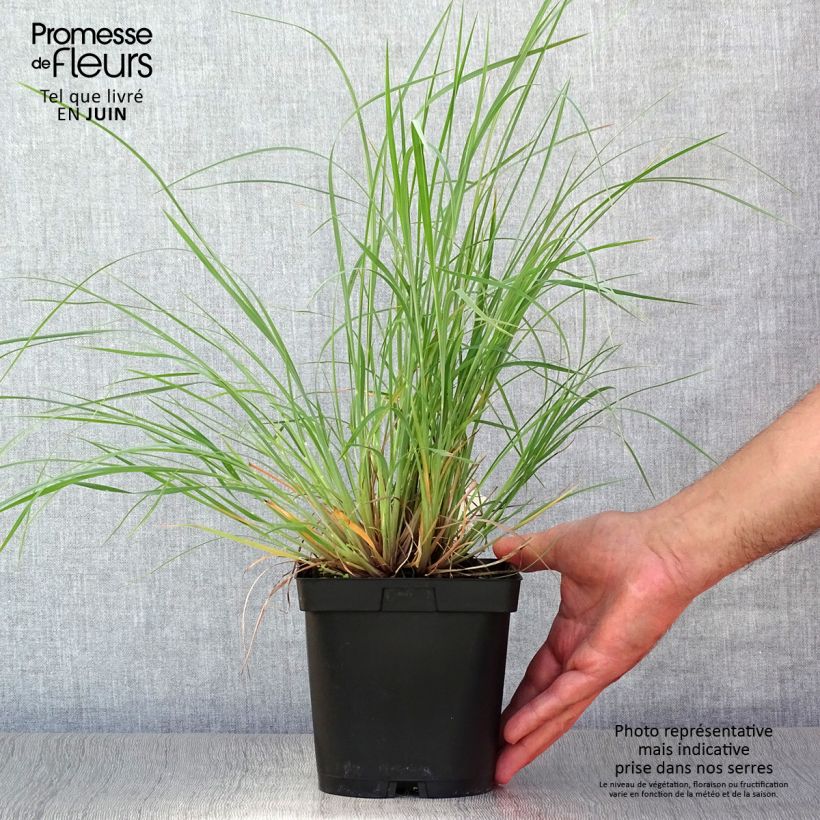 Exemplaar van Schizachyrium scoparium Prairie Blues - Prairiegras Pot van 2 l/3 l zoals geleverd in de zomer