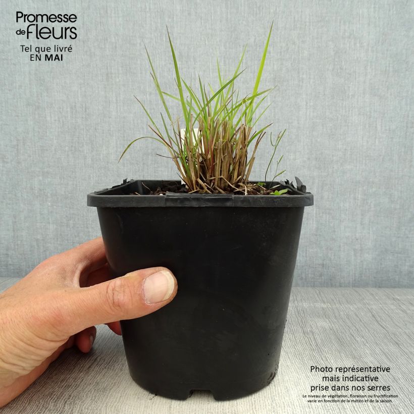 Exemplaar van Schizachyrium scoparium Twilight Zone - Prairiegras Pot van 2 l/3 l zoals geleverd in de lente