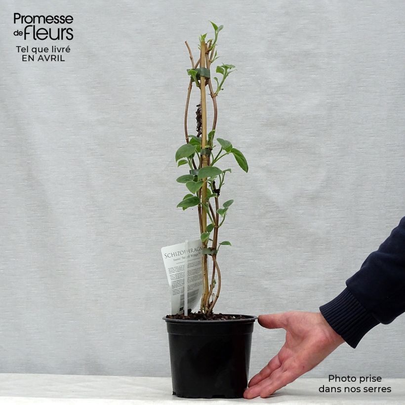 Exemplaar van Schizophragma fauriei Angel Wings - Valse klimhortensia Pot van 2 l/3 l zoals geleverd in de lente