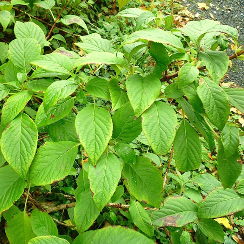 Schizophragma corylifolium - Valse klimhortensia (Blad)