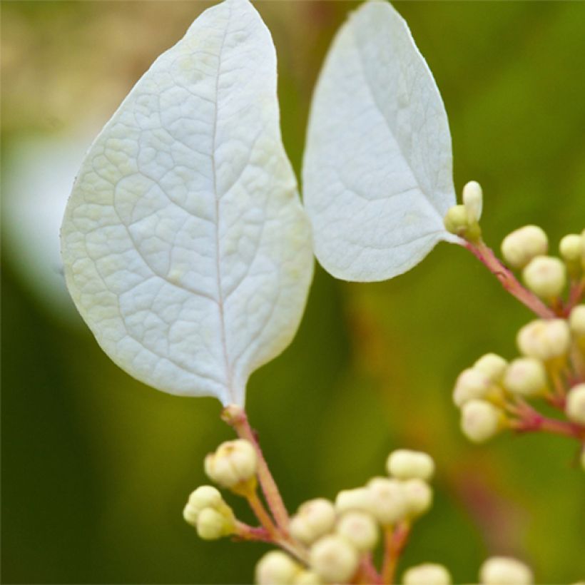 Schizophragma corylifolium - Valse klimhortensia (Bloei)