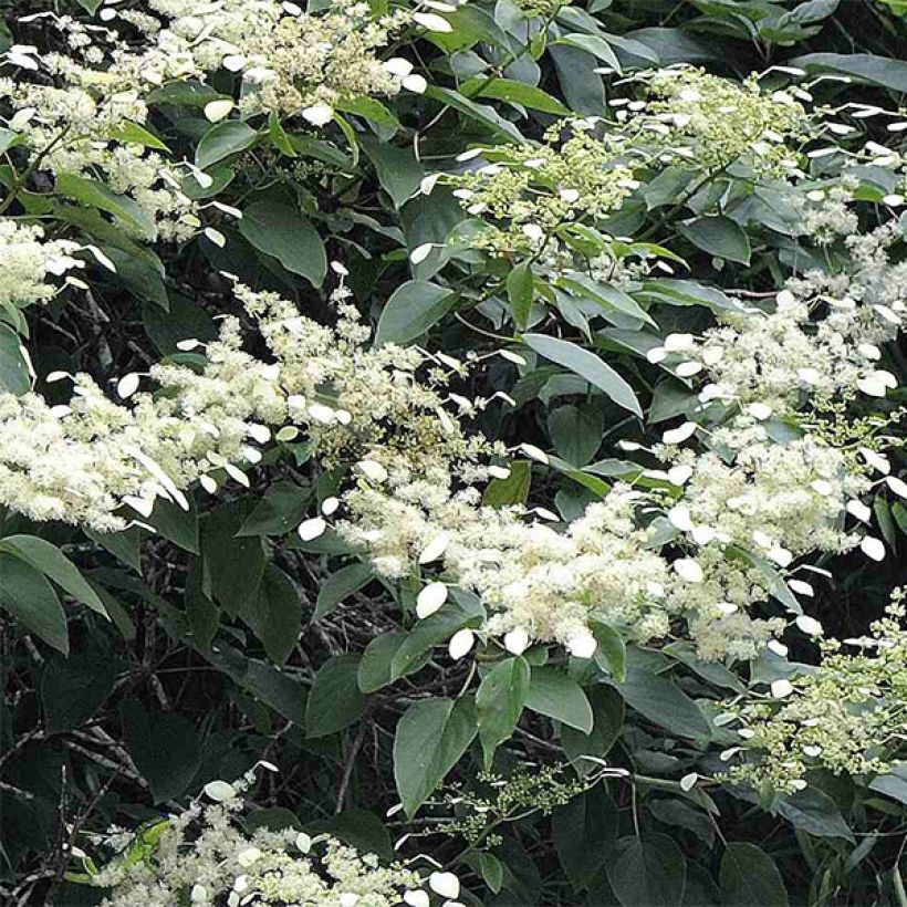 Schizophragma fauriei - Valse klimhortensia (Flowering)