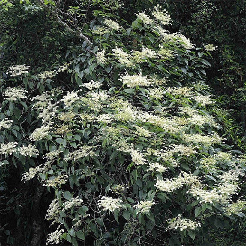 Schizophragma fauriei - Valse klimhortensia (Plant habit)