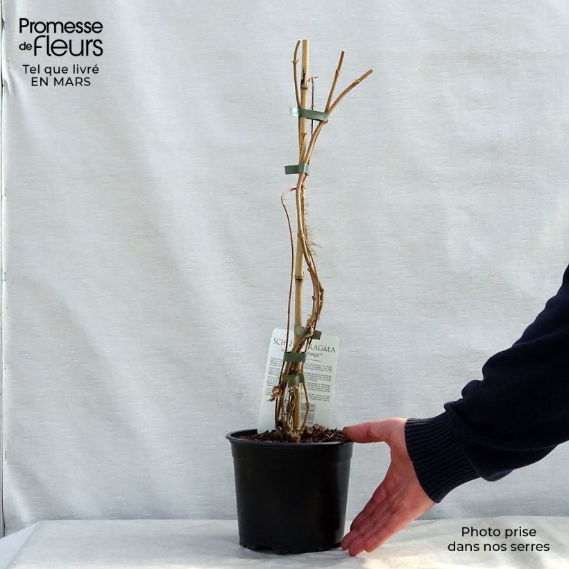 Example of Schizophragma fauriei - Valse klimhortensia Pot van 2 l/3 l as you get in printemps