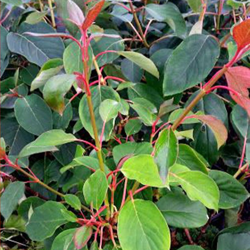Schizophragma hydrangeoides Red Rhapsody - Schijnhortensia (Foliage)