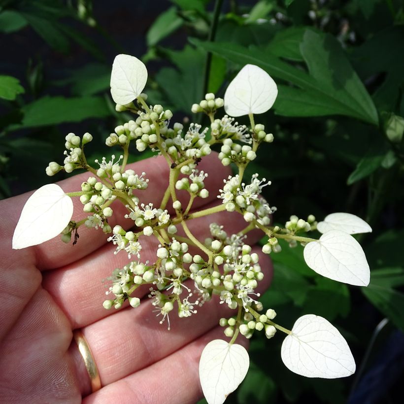 Schizophragma hydrangeoides - Valse klimhortensia (Bloei)