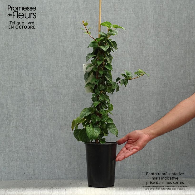 Exemplaar van Schizophragma hydrangeoides Moonlight - Schijnhortensia Pot van 2 l/3 l zoals geleverd in de herfst