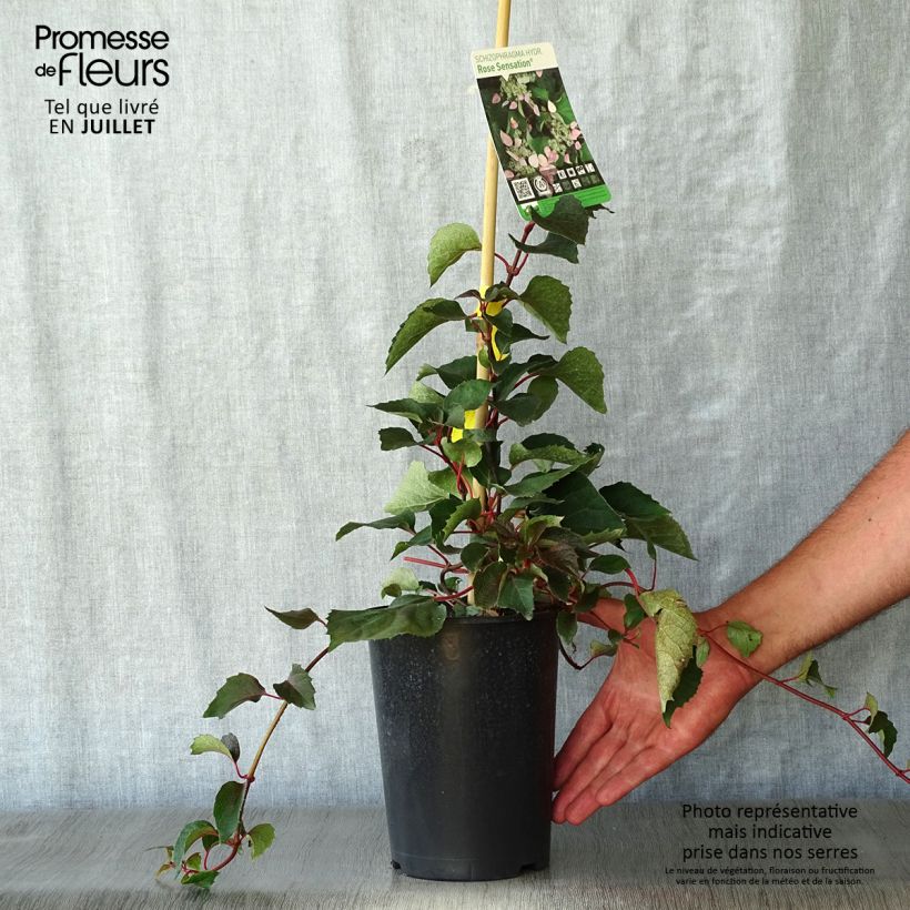 Exemplaar van Schizophragma hydrangeoides Rose Sensation - Valse klimhortensia Pot van 2 l/3 l zoals geleverd in de zomer