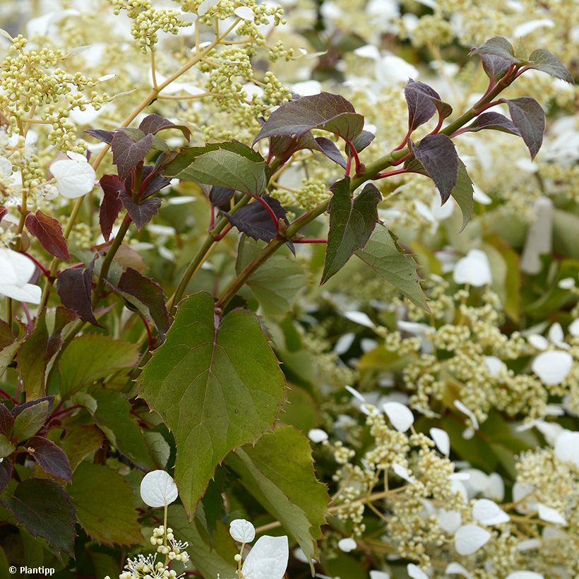 Schizophragma hydrangeoides Snow Sensation - Valse klimhortensia (Blad)