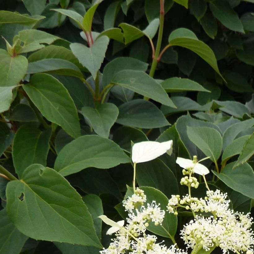 Schizophragma hydrangeoides Windmills - Valse klimhortensia (Foliage)