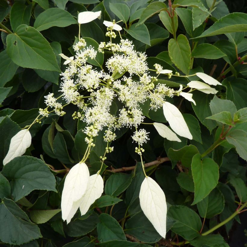 Schizophragma hydrangeoides Windmills - Valse klimhortensia (Flowering)