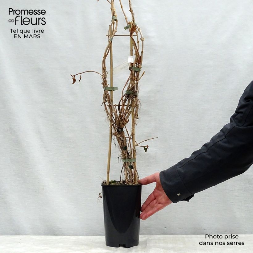 Example of Schizophragma hydrangeoides Windmills - Valse klimhortensia Pot van 2 l/3 l as you get in printemps