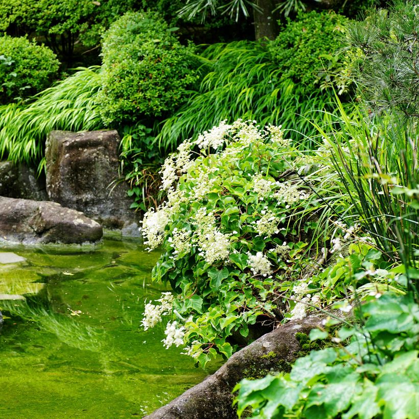 Schizophragma hydrangeoides - Valse klimhortensia (Groeiplaats)