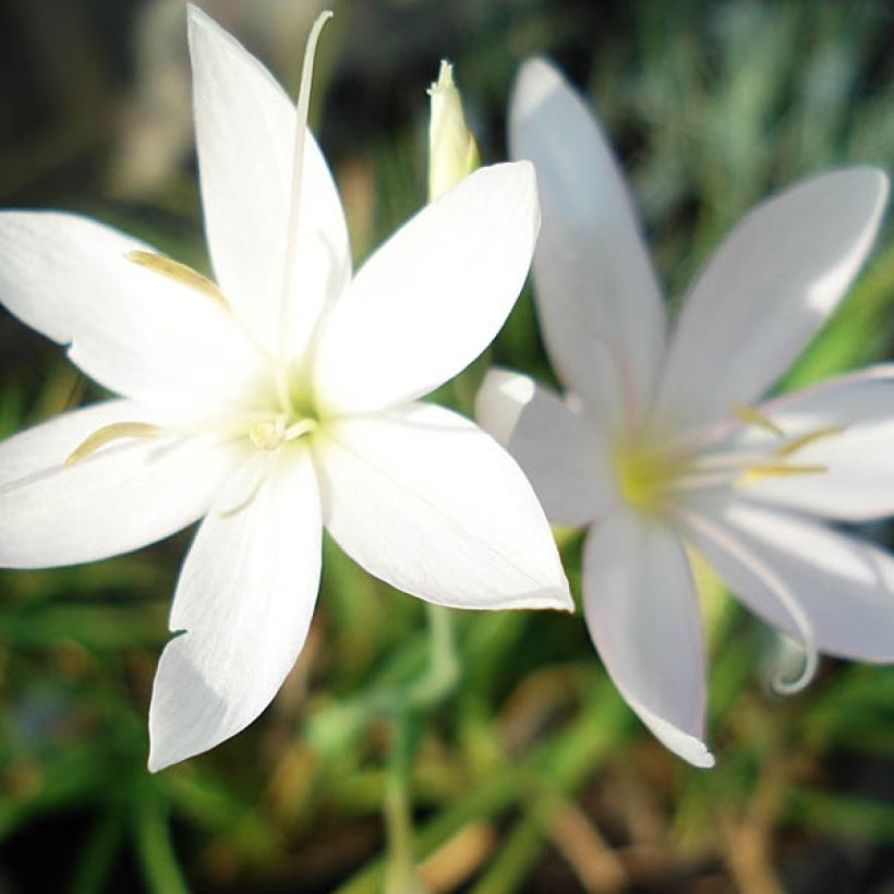 Schizostylis coccinea Alba - Moerasgladiool (Bloei)