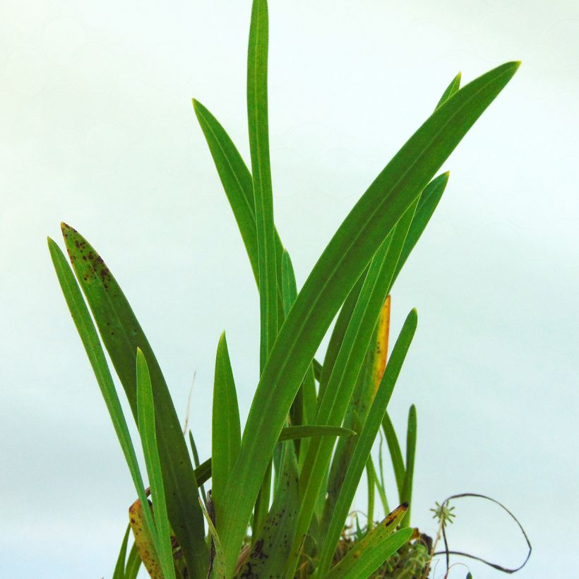 Schizostylis coccinea Mrs Hegarty - Moerasgladiool (Foliage)