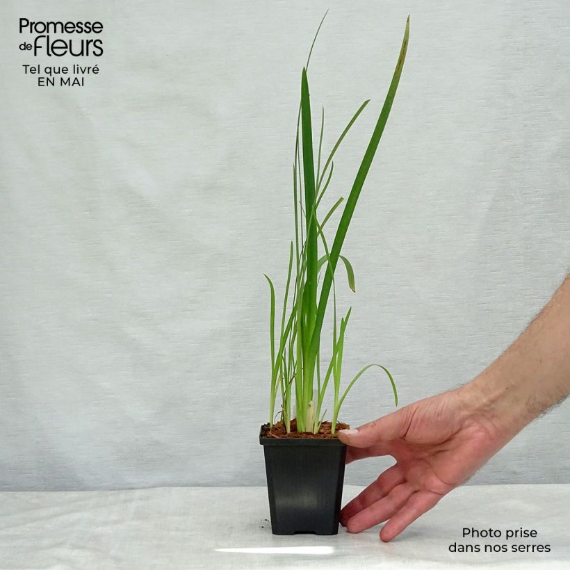 Example of Schizostylis coccinea Mrs Hegarty - Moerasgladiool Kweekpotje van 8/9 cm as you get in printemps