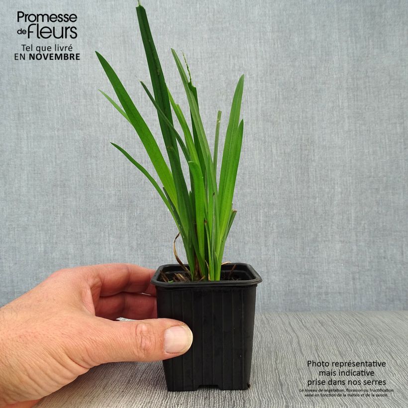 Exemplaar van Schizostylis coccinea Mrs Hegarty - Moerasgladiool Kweekpotje van 8/9 cm zoals geleverd in de herfst