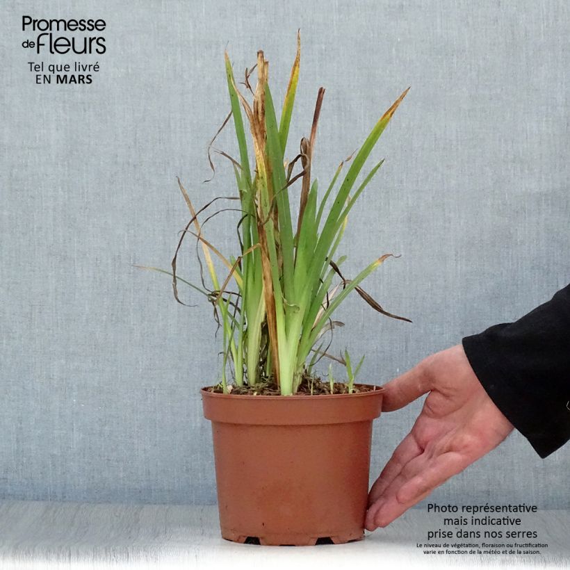 Example of Schizostylis coccinea Mrs Hegarty - Moerasgladiool Pot van 2 l/3 l as you get in printemps