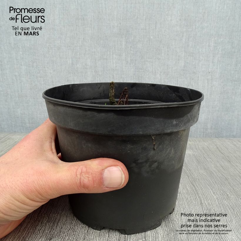 Exemplaar van Schizostylis coccinea Alba - Moerasgladiool Pot van 2 l/3 l zoals geleverd in de winter