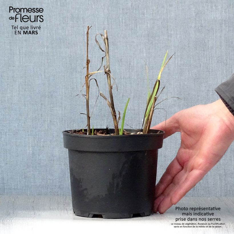 Exemplaar van Schizostylis coccinea Alba - Moerasgladiool Pot van 2 l/3 l zoals geleverd in de lente