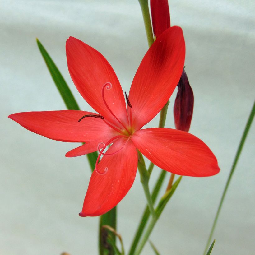 Schizostylis coccinea Major - Moerasgladiool (Flowering)