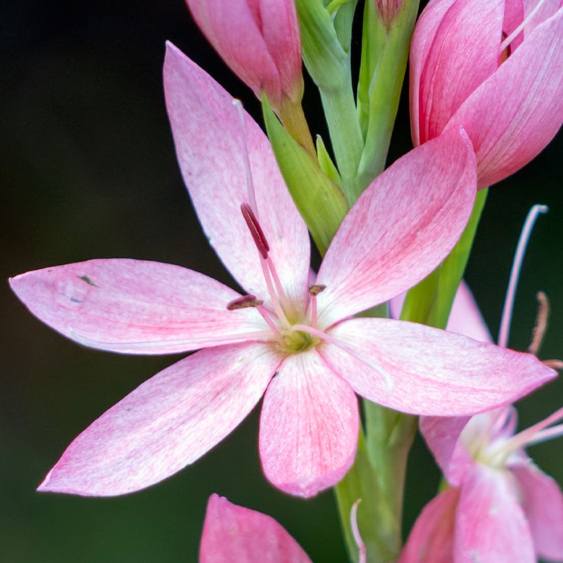 Schizostylis coccinea Rosea - Moerasgladiool (Bloei)