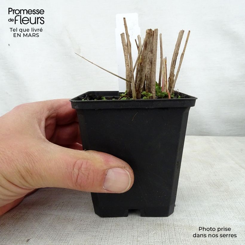 Exemplaar van Schoenoplectus tabernaemontani Zebrinus - Ruwe bies Kweekpotje van 8/9 cm zoals geleverd in de lente