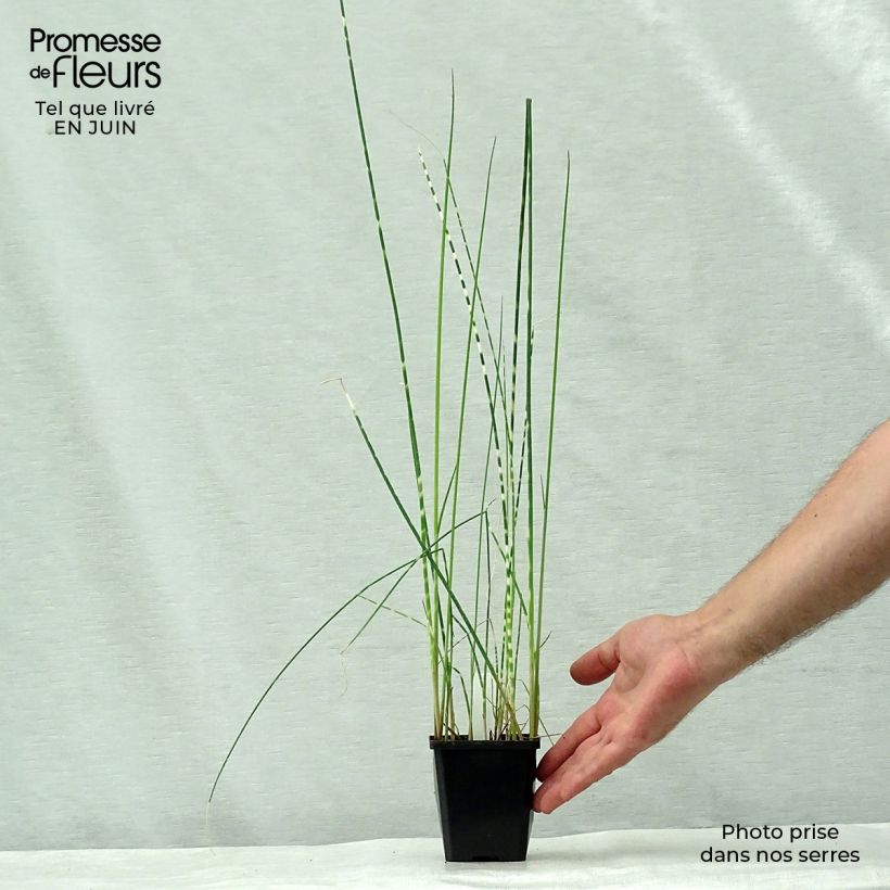 Exemplaar van Schoenoplectus tabernaemontani Zebrinus - Ruwe bies Kweekpotje van 8/9 cm zoals geleverd in de zomer