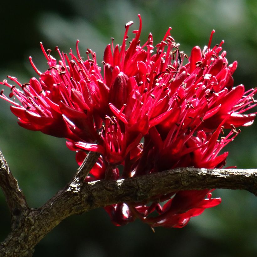 Schotia brachypetala - Haricot pleureur (Bloei)