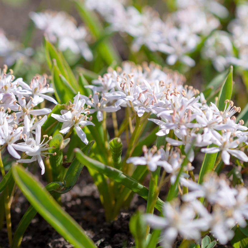 Scilla bifolia Rosea - Vroege sterhyacint (Groeiplaats)