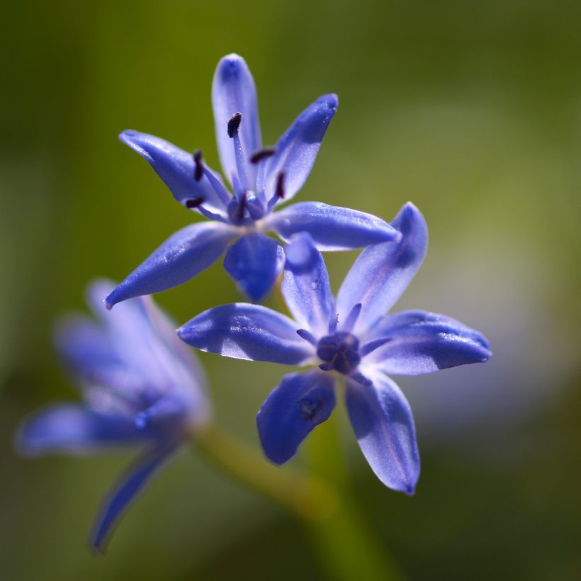 Scilla bifolia - Vroege sterhyacint (Bloei)